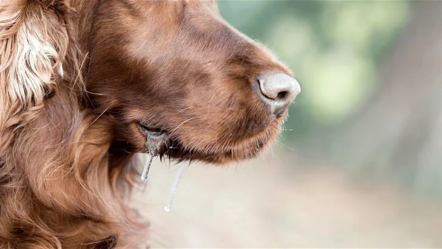 Effectual Ways to Treat Your Dog's Drooling