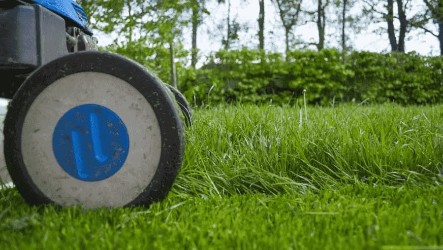 Why Should You Mow Your Lawn