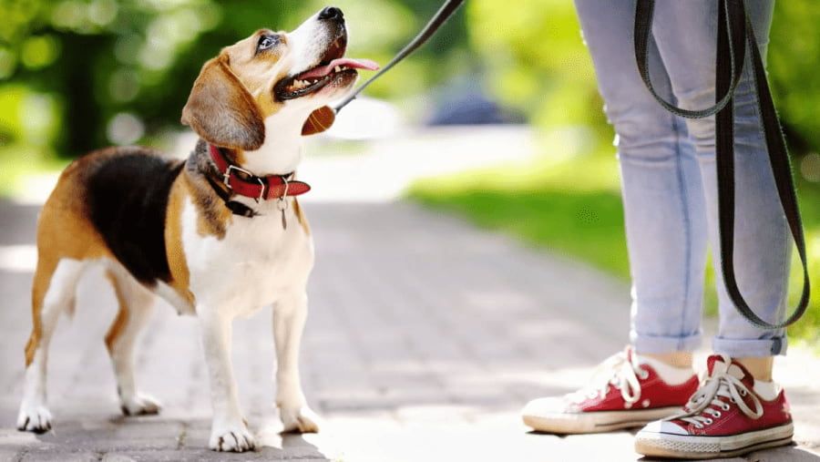What Should I Pay Attention to Before Hiring a Dog Walker