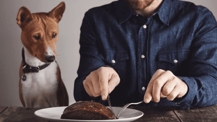What Human Food Can Dogs Eat?
