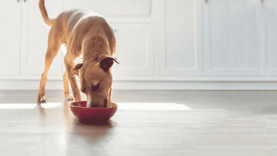 Wet Dog Food: Provides Multiple Nutritional and Health Benefits for Pets