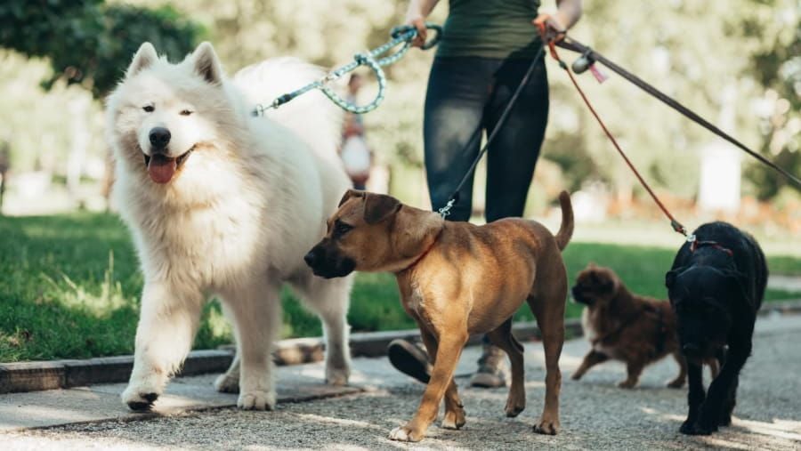 Dog Walker: The Responsibility and Joy of Professional Pet Care