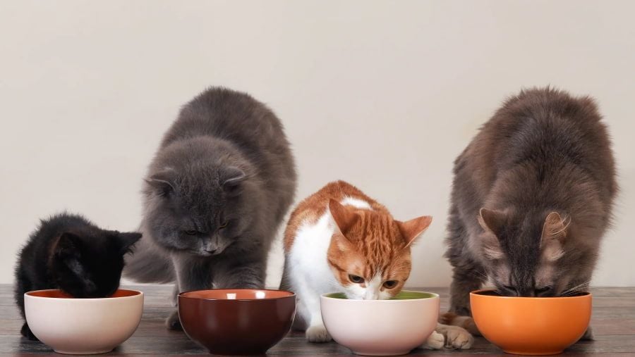 Cat Diet: Safe Choices of Human Food
